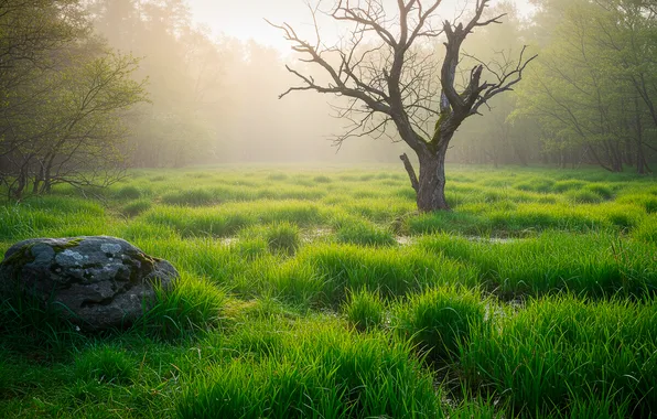 Grass, fog, Wallpaper, stone, moss, wallpaper, grass, stone