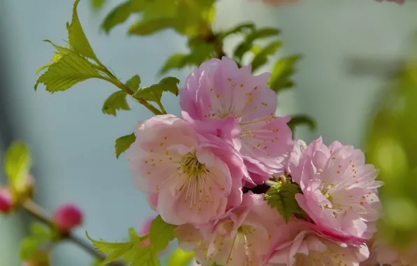 Flowers, nature, holiday, beauty, spring, may, flowering, almonds