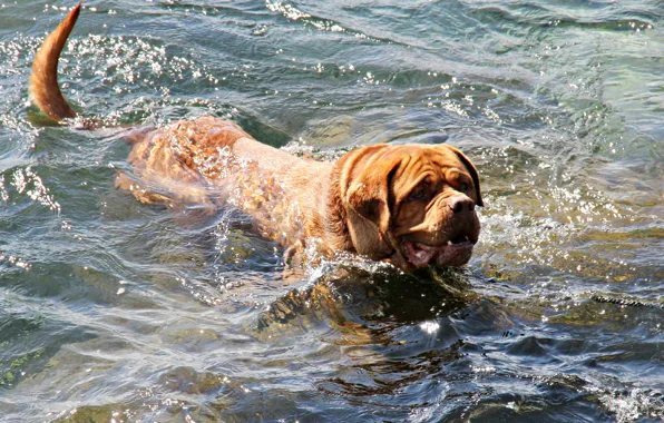 Picture water, squirt, bathing, dog
