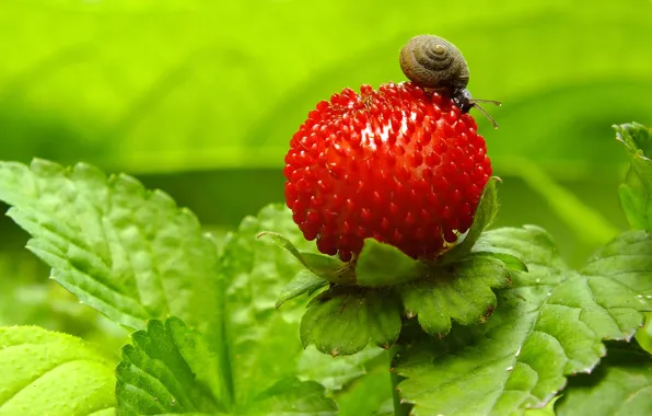 Picture snail, strawberry, berry