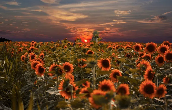 Sunflowers, sunset, nature