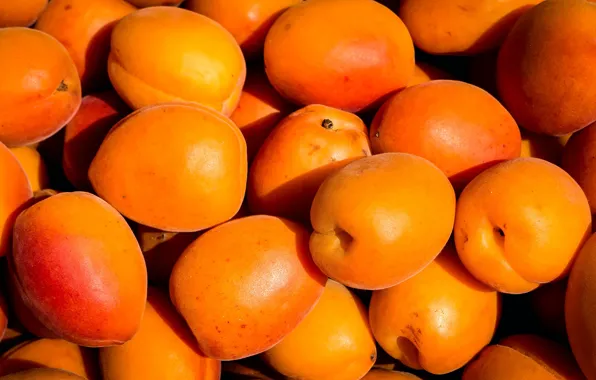 Light, harvest, fruit, a lot, apricots