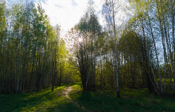 Forest, the sky, grass, the sun, clouds, light, trees, nature