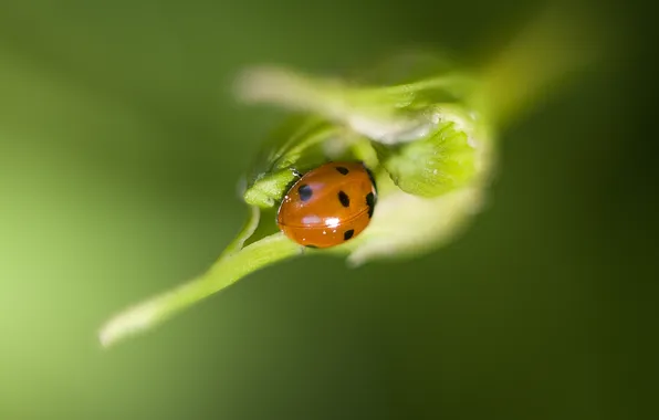 Picture sheet, ladybug, branch