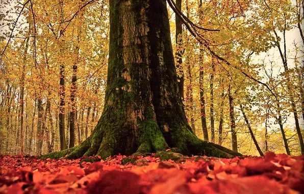 Picture autumn, nature, tree, foliage, trunk