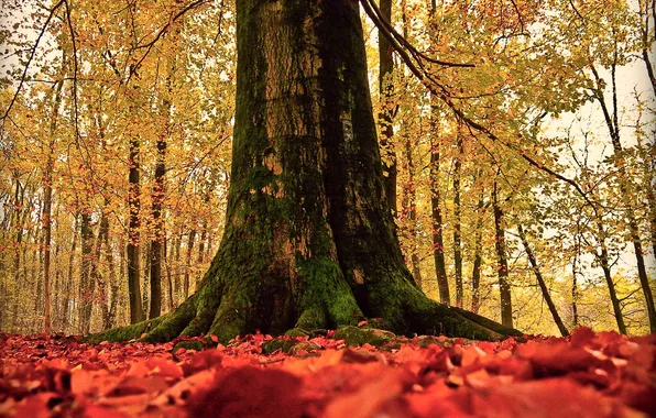 Autumn, nature, tree, foliage, trunk