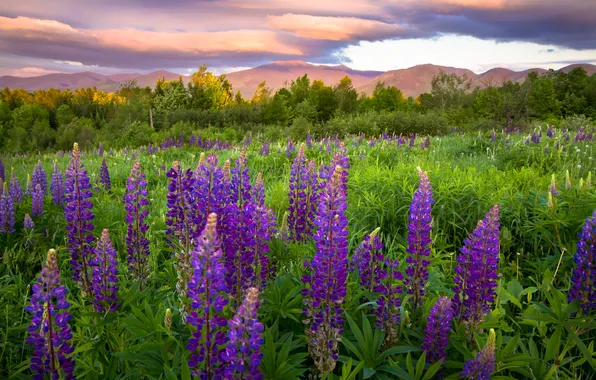 Flowers, meadow, lupins, New Hampshire, Sugar Hill, Franconia, Franconia, NH