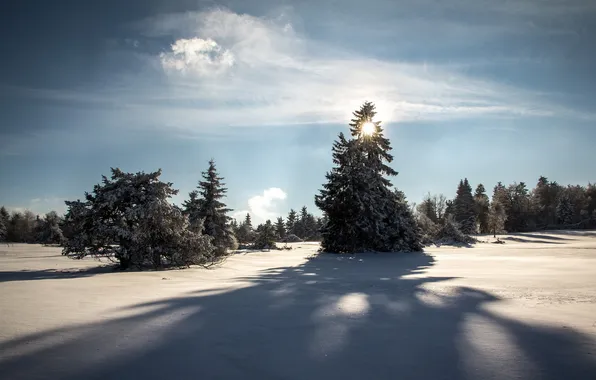 Picture winter, light, snow, landscape, nature, tree