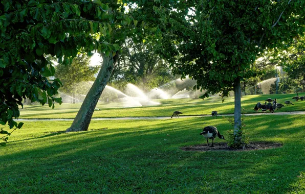 Greens, grass, water, light, trees, squirt, birds, Park