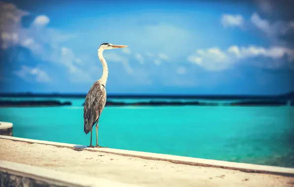 Sea, the sky, the sun, landscape, bird, coast, Heron, bokeh