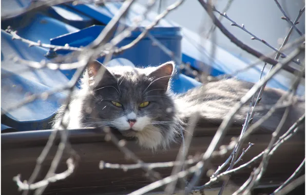 Cat, Shura, Who lives on the roof :)