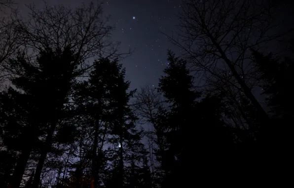 Forest, the sky, trees, night, nature, stars