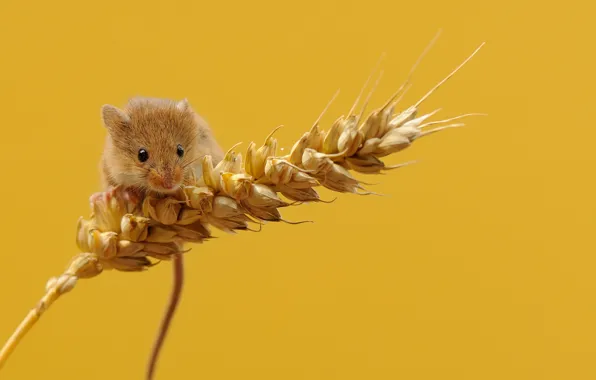 Mouse, spike, the mouse is tiny