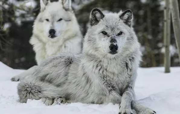 Nature, face, animal, wolf, wildlife, head, fur, mammal