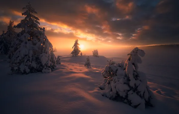 Picture winter, snow, trees, sunset, ate, Norway, the snow, Norway