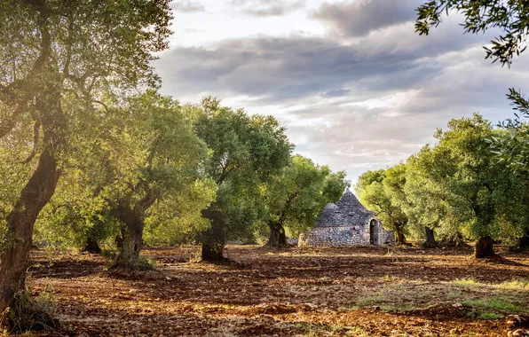 Clouds, Trees, Italy, Italy, Apulia, Puglia, Itria Valley, Olive Grove