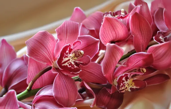 Picture branches, exotic, Orchid