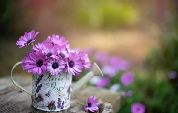 Picture lake, bokeh, Osteospermum