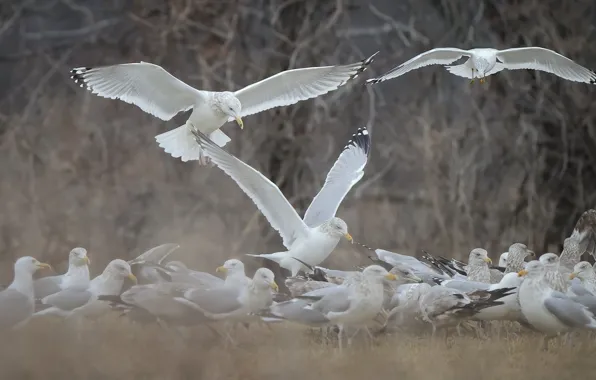 Picture flight, nature, bird, seagulls, wings, pack, white, a lot