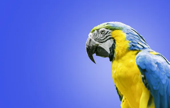 Bird, parrot, Ara, Blue-and-yellow macaw
