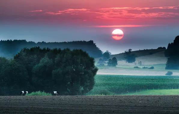 Field, forest, the sky, the sun, clouds, trees, sunset, birds