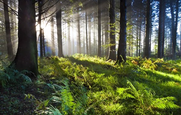 Green, wood, sunrise