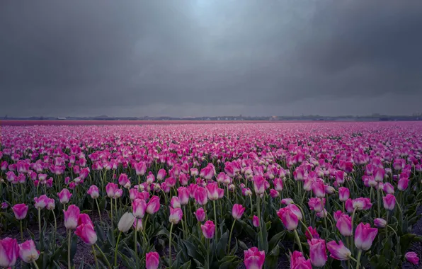 Field, the sky, flowers, clouds, overcast, spring, dal, horizon