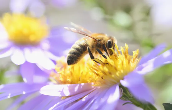 Flower, summer, macro, light, bee, spring, petals, bokeh