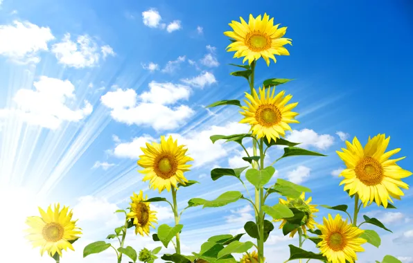 The sky, clouds, sunflowers, yellow, blue, the rays of the sun