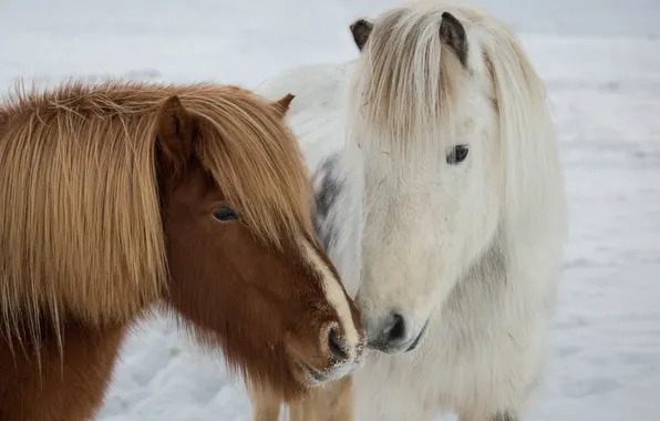 Winter, nature, Icelandic ponies