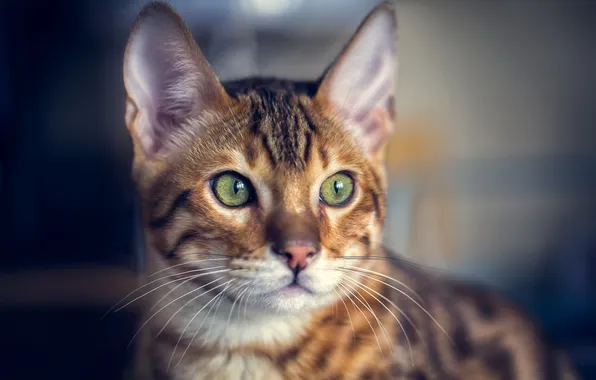 Picture cat, look, face, Bengal
