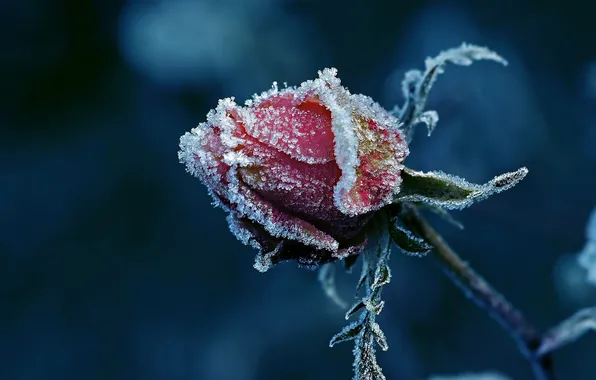 Picture FROST, ICE, RED, SNOW, WINTER, ROSE, BUD, COLD