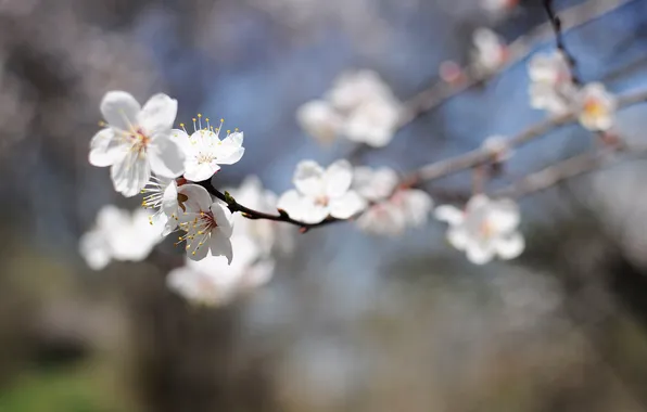 Branches, spring, flowering, bokeh, apricots
