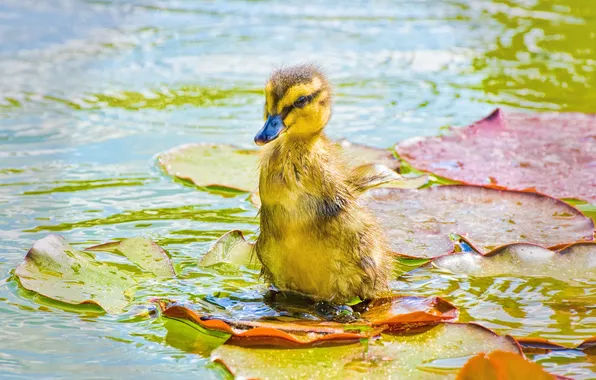 Greens, water, fluffy, duck