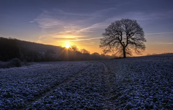 Field, trees, landscape, morning