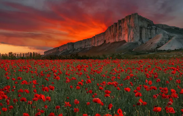 Field, sunset, flowers, rock, Maki, meadow, Russia, Crimea