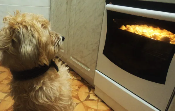 Dog, Food, delicious