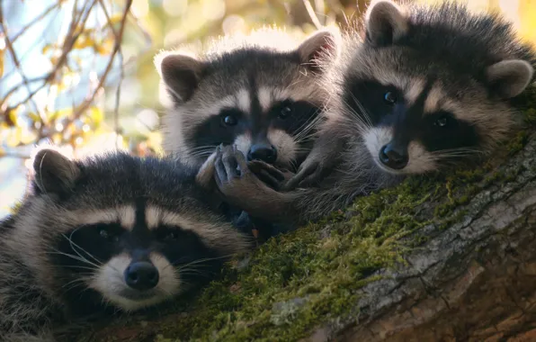 Animals, tree, raccoons