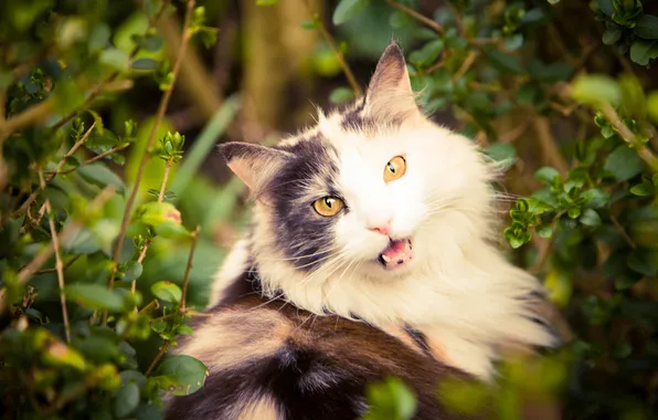 Cat, cat, look, pose, face