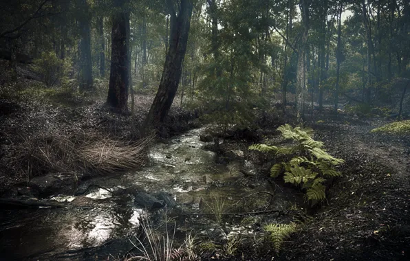 Forest, landscape, nature