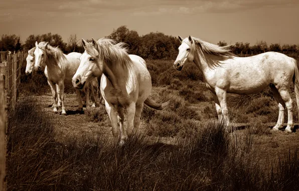 Summer, grass, look, light, horse, horse, the fence, horses