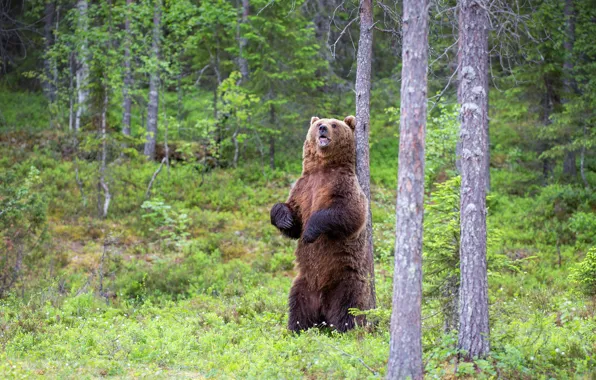 Forest, summer, trees, glade, paws, bear, mouth, stand