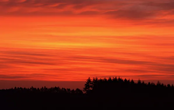 The sky, trees, sunset, earth