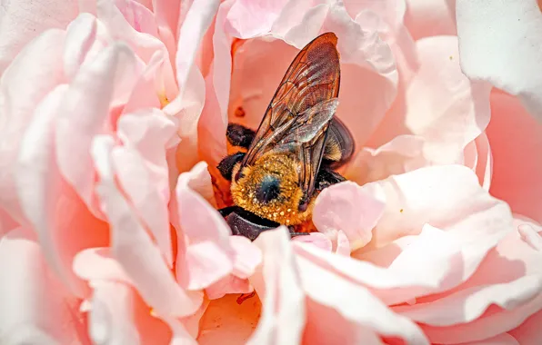 Flower, macro, bee, pink, rose, petals