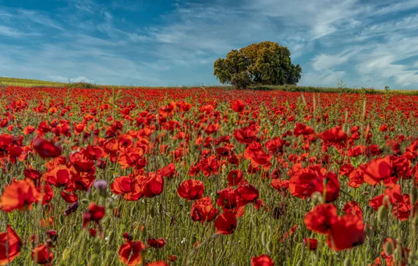 Field, summer, flowers, tree, Maki, red, poppy field