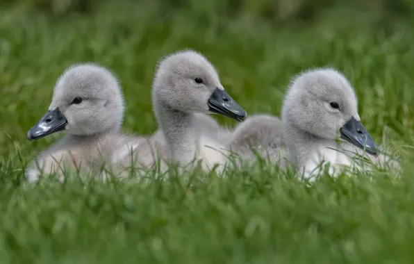 Grass, look, birds, together, glade, three, kids, grey