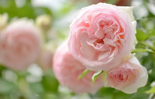 Macro, tenderness, roses, petals, pink, buds, bokeh