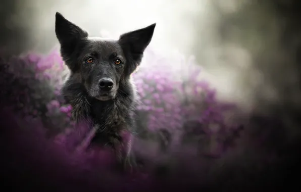 Look, face, dog, bokeh