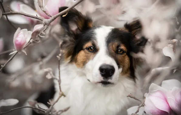 Look, face, branches, portrait, dog, flowers, Magnolia