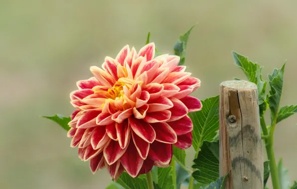 Flower, leaves, background, garden, red, Dahlia, column